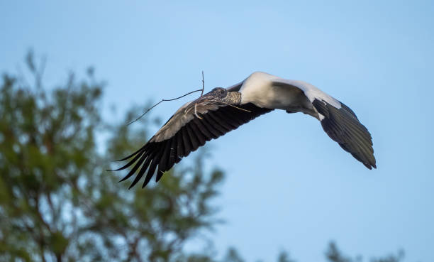 istock Wood stork (mycteria americana) in flight in Florida, USA 1452843883