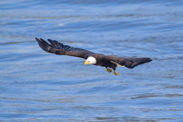 istock Bald eagle flying on top of a blue sea and trying to get some fish 1452844088