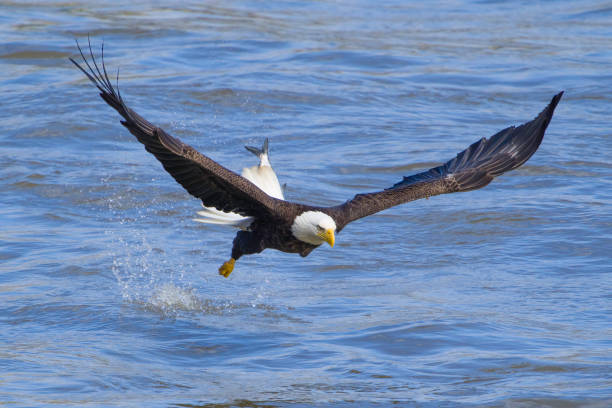 istock Bald Eagle flying on top of a blue sea and trying to get some fish 1452844098