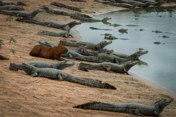 tapferes wasserschwein, das friedlich inmitten mehrerer alligatoren an einem seeufer liegt - wasserschwein stock-fotos und bilder