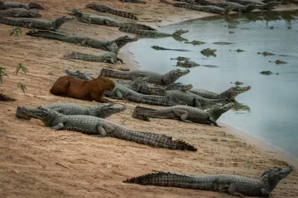 A brave capybara peacefully lying in the middle of several alligators on a lakeshore