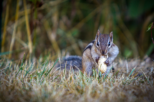 A Asian chipmunk -squirrel eating a peanut on the ground on a blurry background