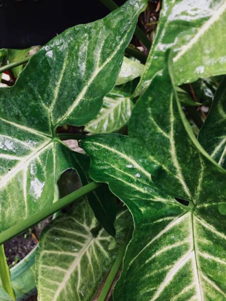 istock Green leaves at home. 1452844578
