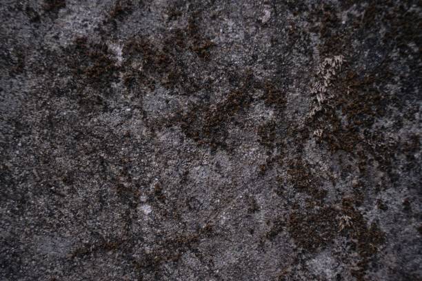 istock Closeup of a textured old wall with a moss background 1452846275