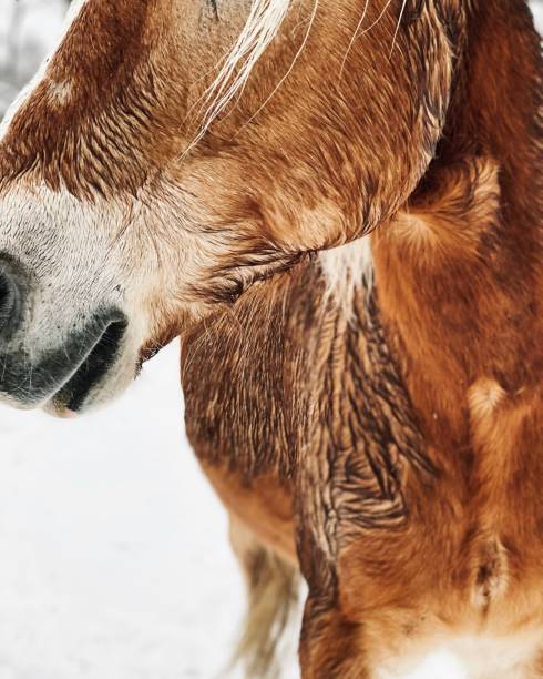 istock Halflinger Horse in Winter 1452846615