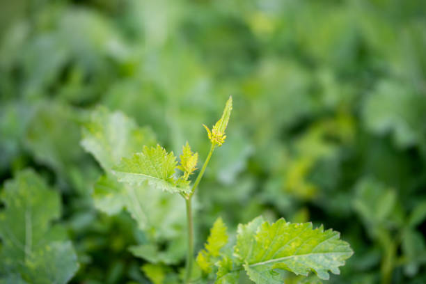 istock Young mustard plants are growing in the field. 1452847135