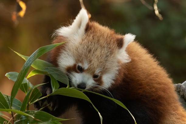 istock Hungry Red Panda, Ailurus fulgens, munching bamboo leaves 1452847279
