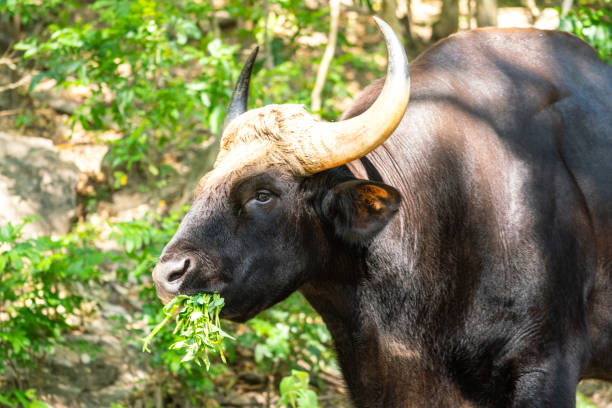 istock A huge brown African cow in jungle. 1452847546