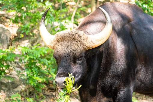 A huge brown African cow with beautiful horn is grazing grass in the jungle of parkland. Animal portrait photo, selective face focus. with beautiful horn is grazing grass in the jungle of parkland. Animal portrait photo, selective face focus.