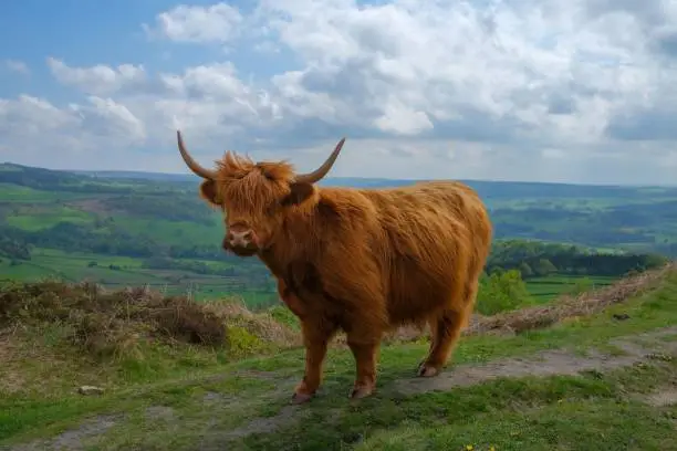 Photo of female scottish highland cattle