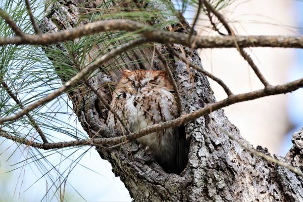 istock Closeup shot of an Eastern screech owl sleeping while perching on a tree trunk on blurred background 1452847674