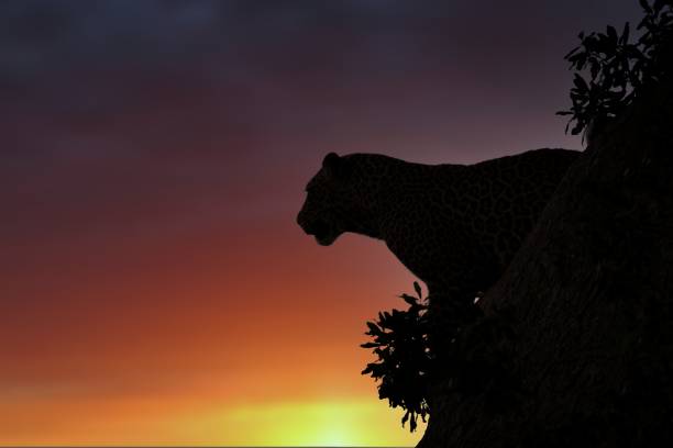 istock Side silhouette of a jaguar (Panthera onca) standing on a tree at sunset 1452848264