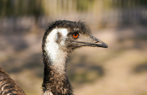 Side close-up portrait of an emu. Large flightless bird. Dromaius.