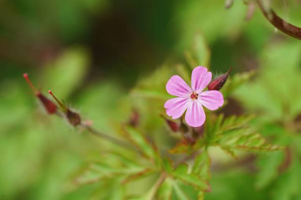 istock Selective focus closeup on a purple Scots geranium robertianum f 1452848856