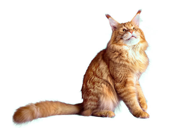 istock A big red maine coon cat. 1452849884