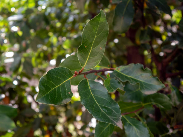 istock Fresh bay leaves on branch close view 1452849889