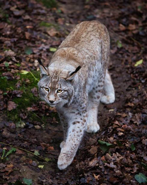 istock Vertical shot of a lynx walking on the ground 1452850367