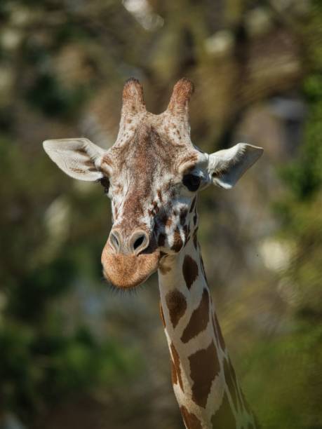 istock Selective focus of a giraffe in the wild against a blurred background 1452850375