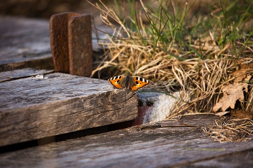 A beautiful shot of urticaria butterfly on a wooden board outdoors in Germany