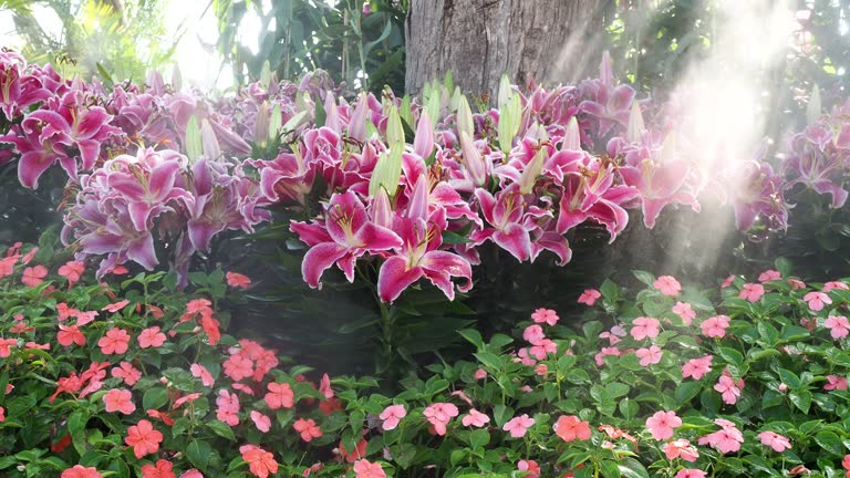 Tiger lily (Lilium lancifolium). Ornamental plant, summer garden