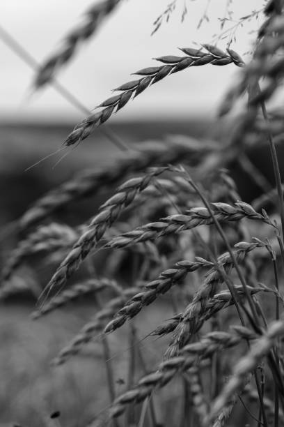 istock Vertical grayscale shot of wheat grass in the field 1452850421