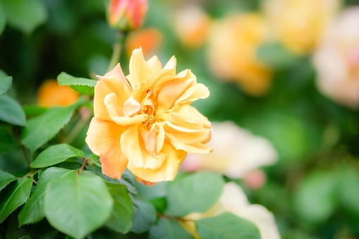 Closeup shot of a yellow rose on the blurry background