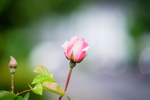 Closeup shot of a pink rose on the blurry background