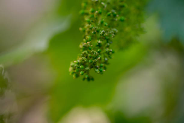The grapes are flowering in home garden.