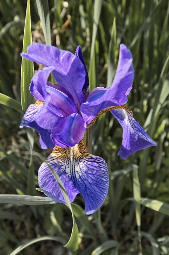 A vertical shot of a Siberian Iris flower surrounded by green grass