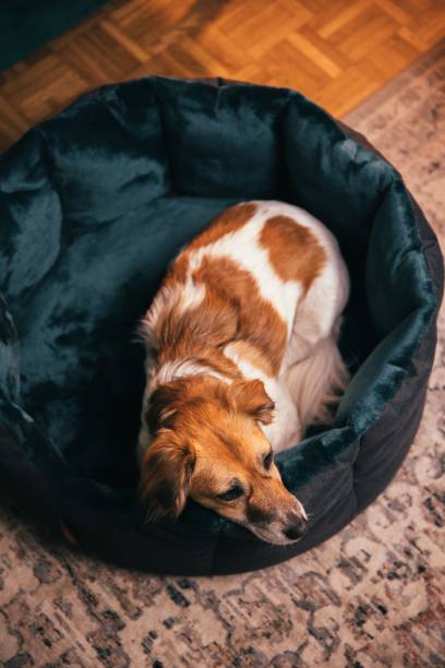 istock Dogs on beds in livingroom 1452851386