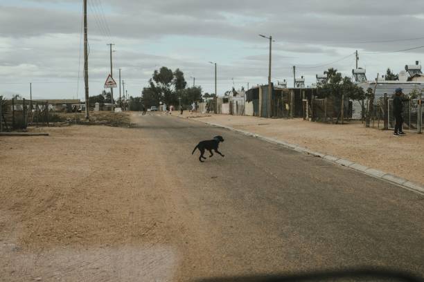 istock Animals in rural town 1452851497