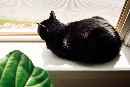 black cat sitting on the window sill looking outside