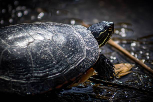 istock Back view of tortoise standing on wet ground 1452851809