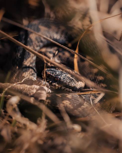 istock Vertical shot of a venomous snake crawling on the ground 1452851854