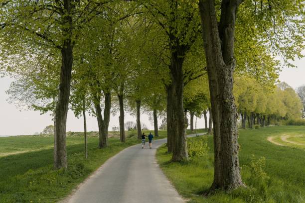 istock Mesmerizing view of a pathway between the trees in a beautiful park in the daylight 1452851964