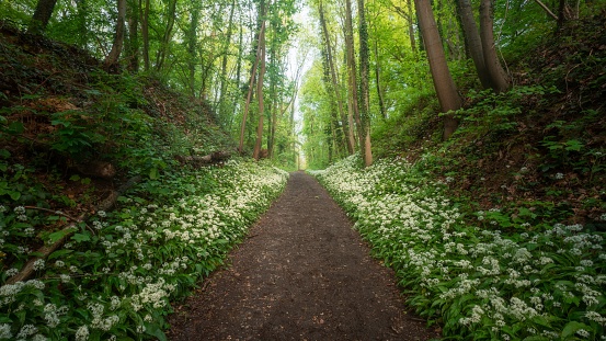 A long narrow path with white flowers leads through the forest