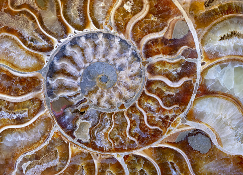 Backgrounds and textures: natural multicolor spiral pattern, petrified ammonite shell slab