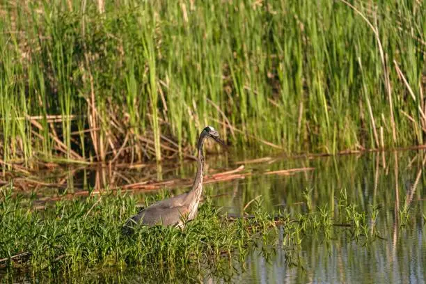 A closeup of a grey-heron on pond against a grassland
