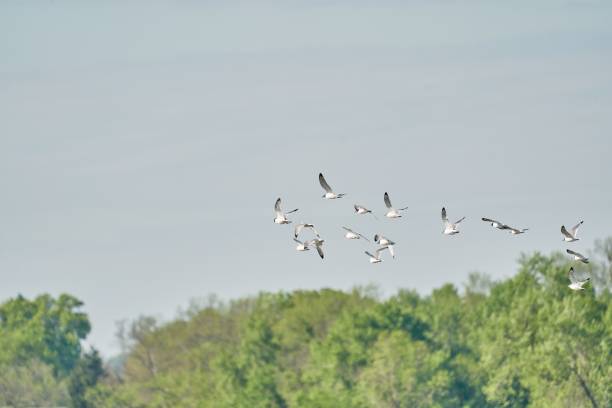 istock Flock of birds flying over the forest 1452852774