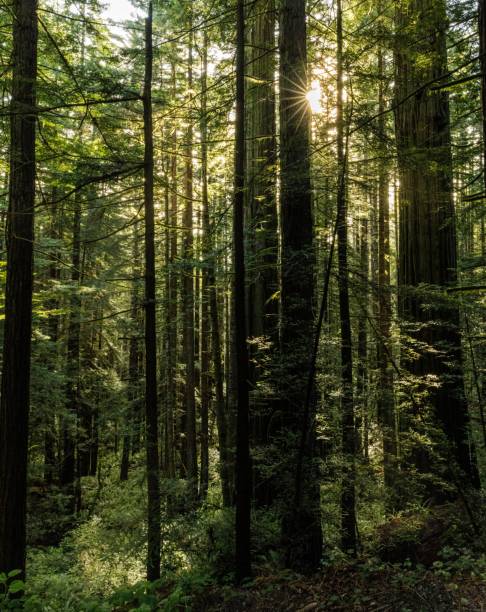 istock Closeup of green trees under the sunlight 1452852961