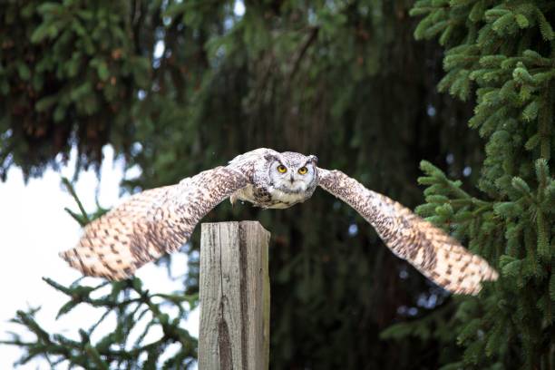 istock Selective focus shot of an owl in flight 1452853021