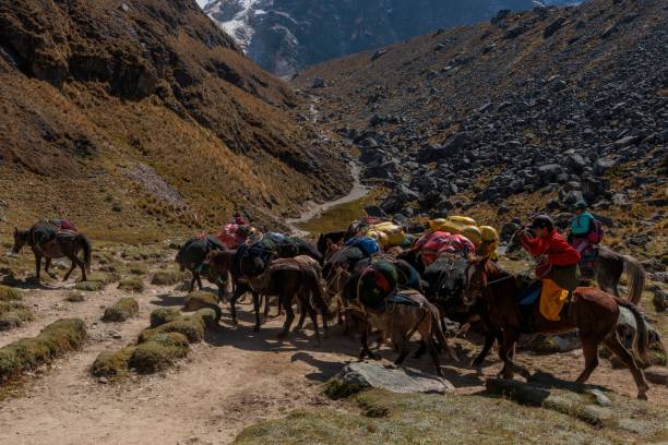 Mules carrying hikers and luggage over the Salkantay Pass in Peru Salkantay, Peru – April 23, 2022: The mules carrying hikers and luggage over the Salkantay Pass in Peru Sallqantay stock pictures, royalty-free photos & images