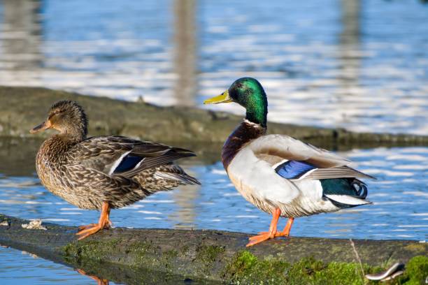 istock Mallard ducks resting on a log in the pond in spring 1452853345
