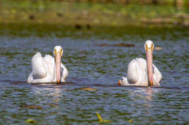 istock American white pelicans floating in the pond and looking at the camera 1452853349