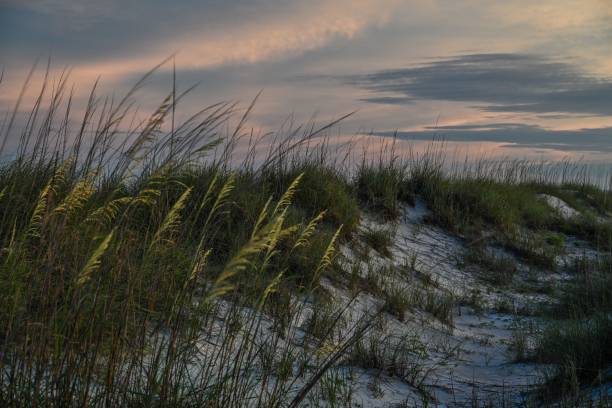 istock Grass grown on the sandy beach against the cloudy sunset sky in summer 1452853365