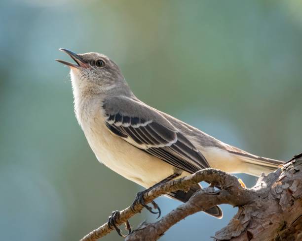 Selective focus shot of an adorable Northern mockingbird singing while perched on a branch