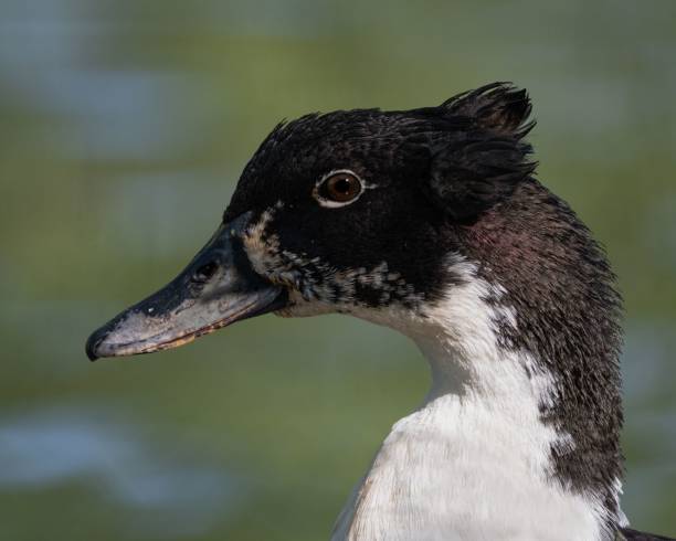 istock Closeup of an adorable Duclair duck's face on a blurred background 1452853490