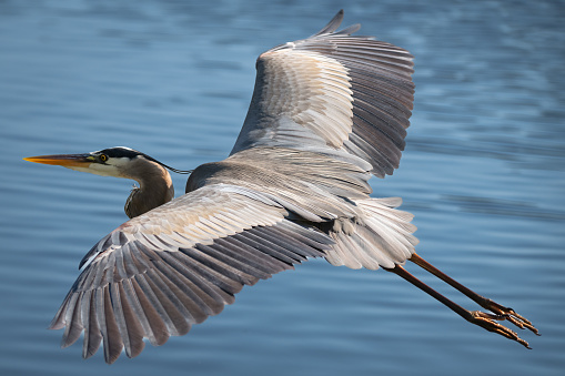 A selective focus shot of a Great blue heron flying over the clear water