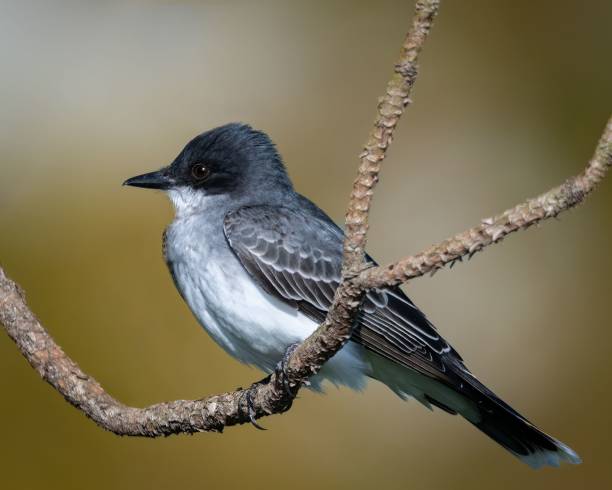 istock Selective focus shot of an adorable Eastern kingbird perched on a tree branch 1452853495