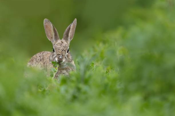 istock Shallow focus of a cute rabbit in the field surrounded by greenery 1452853544